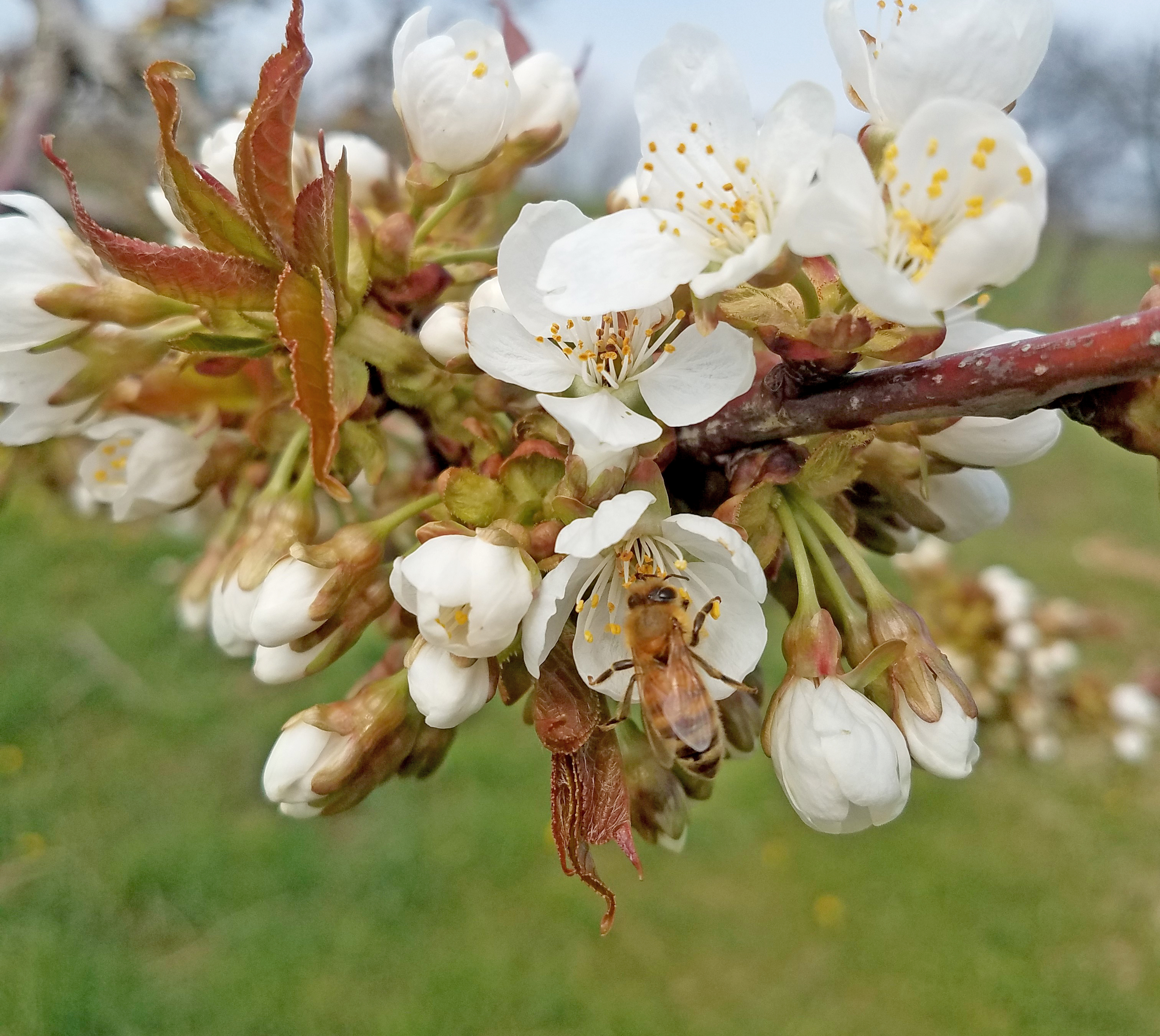 bee in sweet cherry blossoms